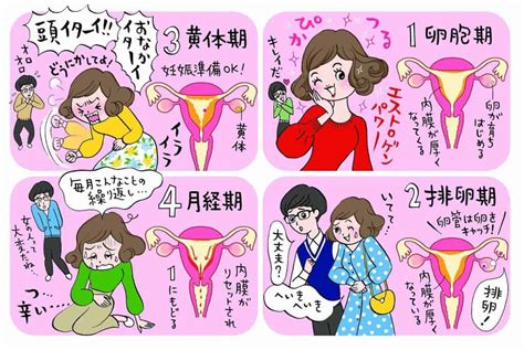 生理作用|「生理機能(せいりきのう)」の意味や使い方 わかりやすく解説。